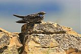 Common Nighthawk